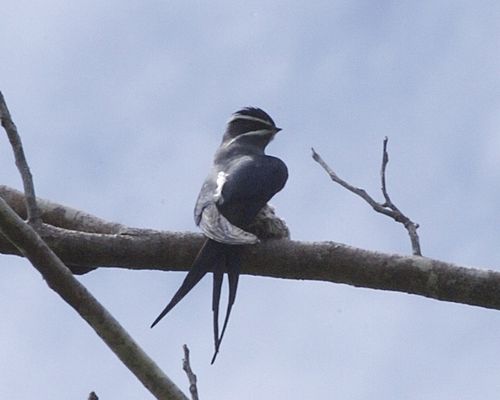 Moustached treeswift